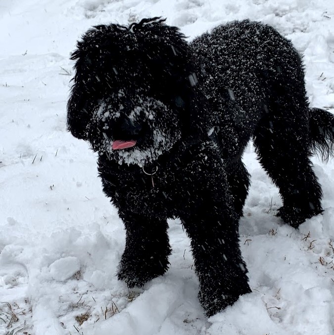 Pepper in the snow, sticking her tongue out