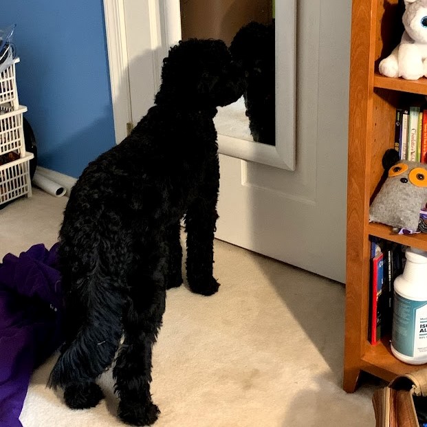 Pepper staring at a mirror