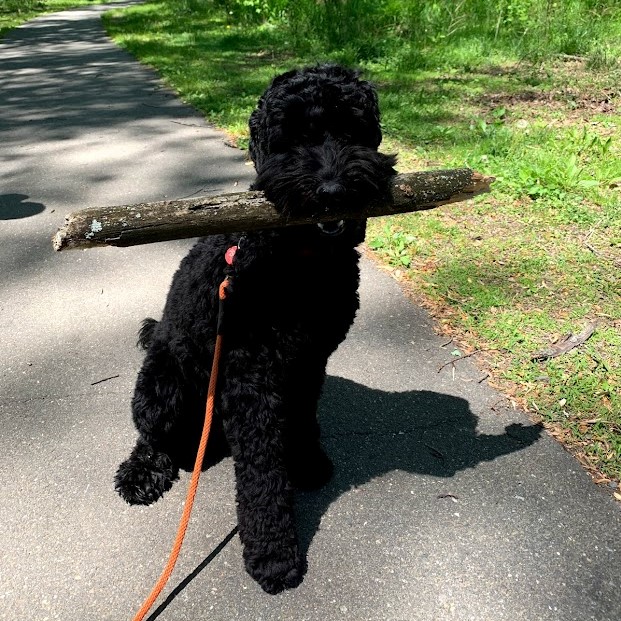 Pepper with a thick stick, sitting